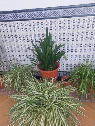 Plantas de exterior
