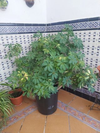 Plantas de exterior