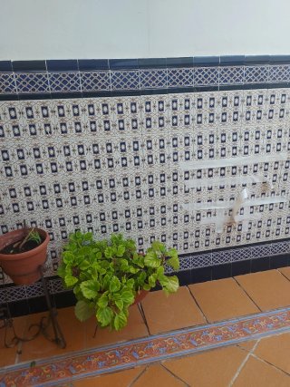 Plantas de exterior