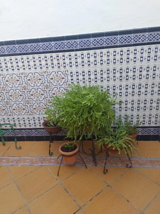 Plantas de exterior
