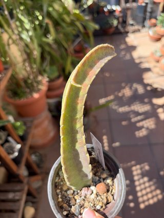 Stapelia viola verde enraizada