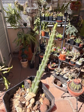 Stapelia Berlinense enraizada