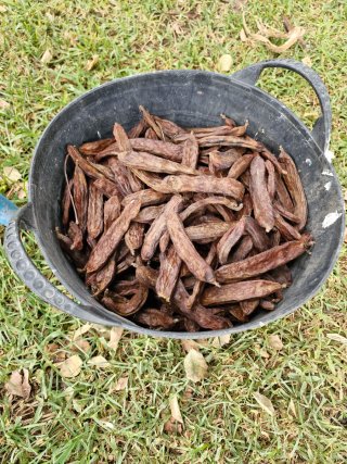 Algarroba seca