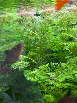 Esquejes de plantas de acuario
