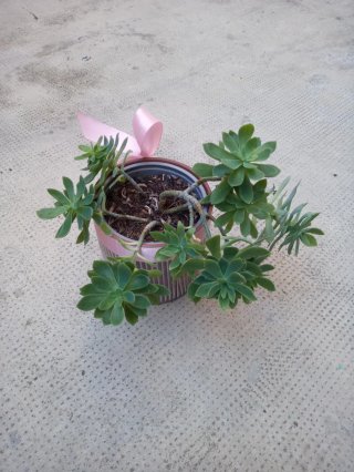 Macetero con lazo rosa y  planta