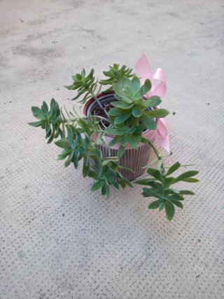 Macetero con lazo rosa y  planta