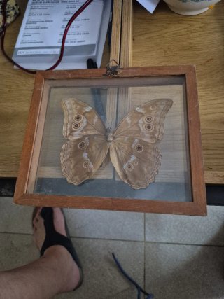 Cuadro Mariposa Morpho Azu