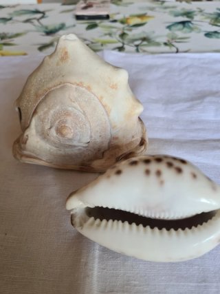 Conchiglie marine decorative