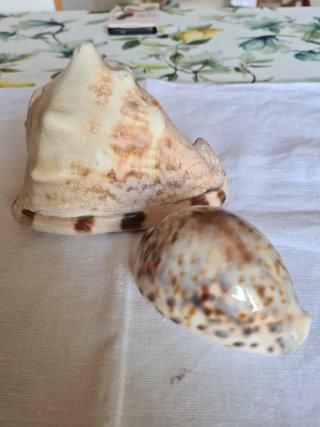Conchiglie marine decorative