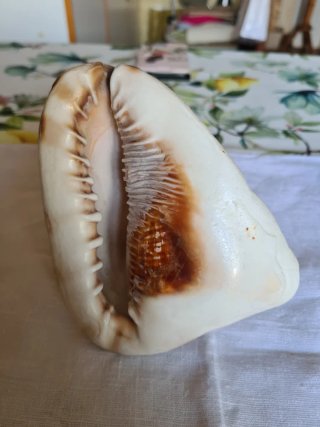 Conchiglie marine decorative