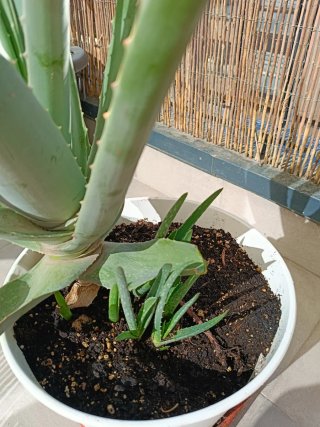 Aloe Vera Grande con Hijuelos