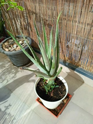 Aloe Vera Grande con Hijuelos