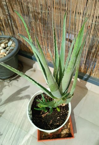 Aloe Vera Grande con Hijuelos