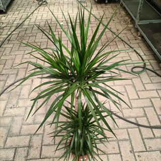Dracaena Marginata 3 Fusti 130cm