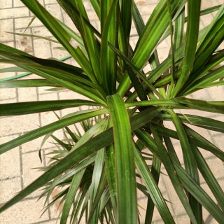Dracaena Marginata 3 Fusti 130cm