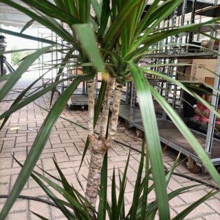 Dracaena Marginata 3 Fusti 130cm