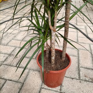 Dracaena Marginata 3 Fusti 130cm