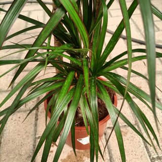 Dracaena Marginata 3 Fusti 130cm