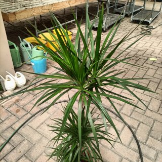 Dracaena Marginata 3 Fusti 130cm
