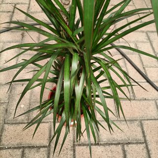 Dracaena Marginata 3 Fusti 130cm