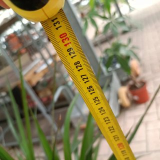 Dracaena Marginata 3 Fusti 130cm