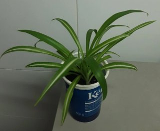 Planta Cinta ( lazo de amor )