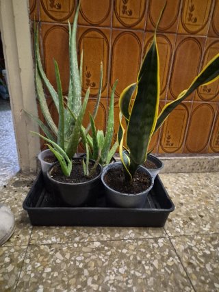 Plantas Aloe y Lengua de Suegra 2 € cada maceta