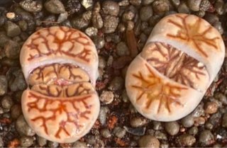 Lithops y semillas en venta Plantas de 3 a 5 años
