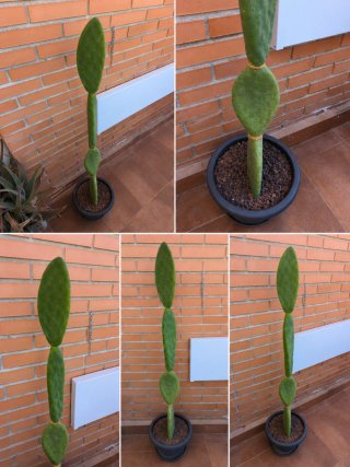 Palas de Opuntia Titania