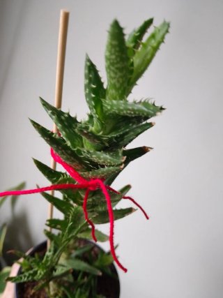 _Aloe juvenna / Suculenta