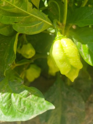 Chile Habanero Fresco. Muy picante