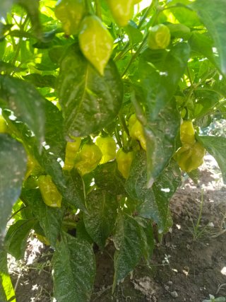 Chile Habanero Fresco. Muy picante