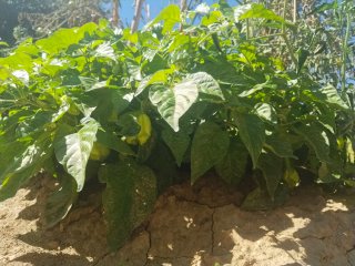 Chile Habanero Fresco. Muy picante