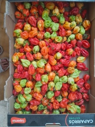 Chile Habanero Fresco. Muy picante