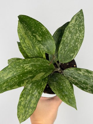 Hoya Rangsan