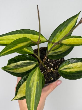 Hoya latifolia 'Pot of Gold'