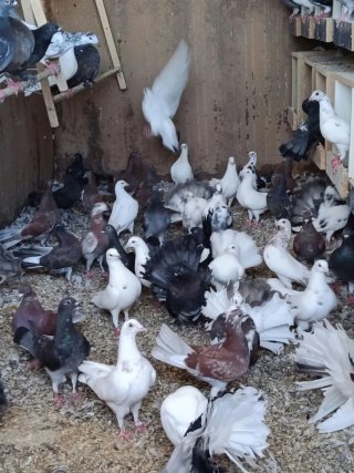 Palomas mensajeras y colipavas
