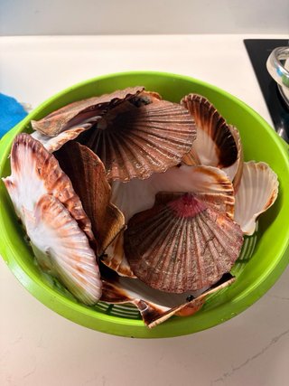 Conchas de Vieira para Manualidades