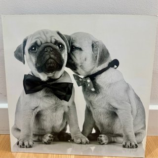 Cuadro Pugs con Pajarita