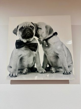 Cuadro Pugs con Pajarita