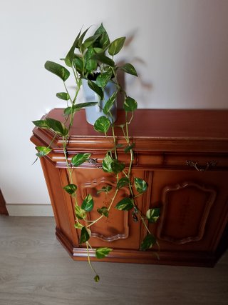 Planta Potos