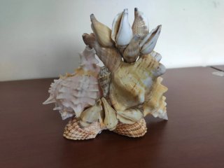 Conchiglie decorative