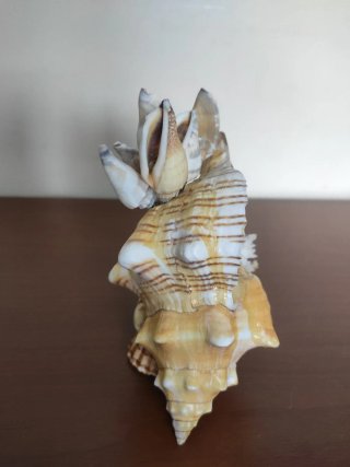 Conchiglie decorative