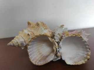 Conchiglie decorative