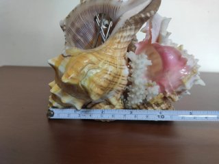 Conchiglie decorative