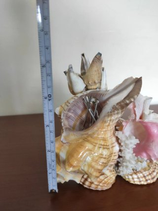 Conchiglie decorative