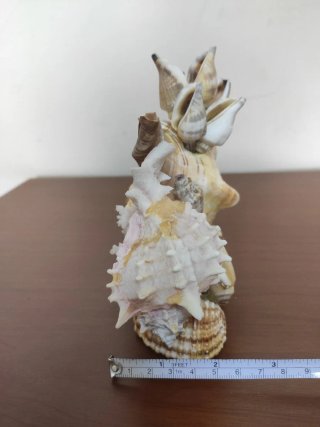 Conchiglie decorative