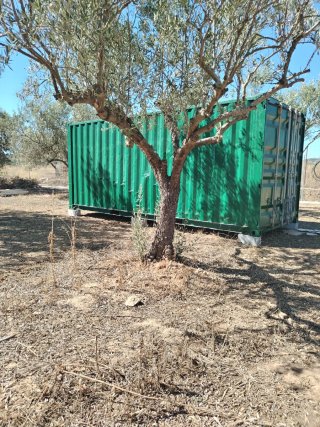 Oportunidad: Terreno con olivos.