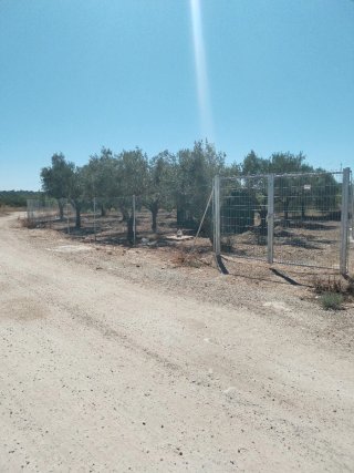 Oportunidad: Terreno con olivos.