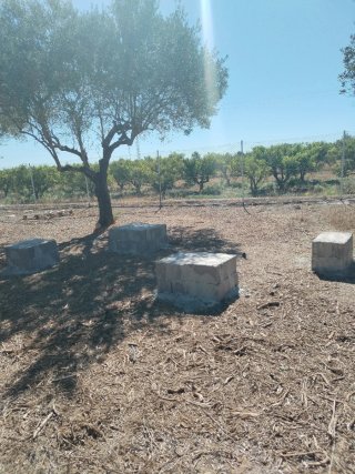 Oportunidad: Terreno con olivos.